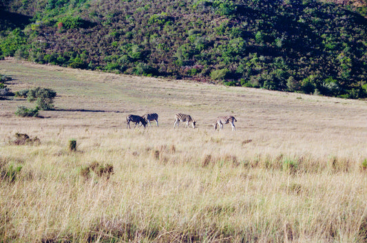 zebras grazing