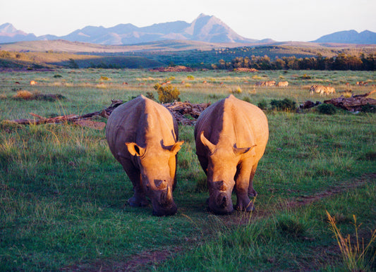 savana dusk