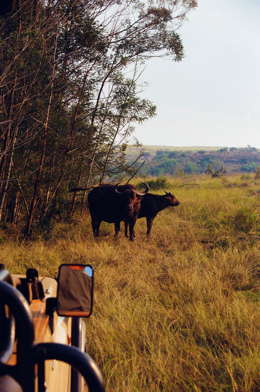 buffalo baby