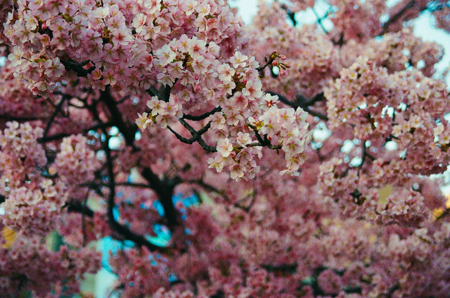 sakura season