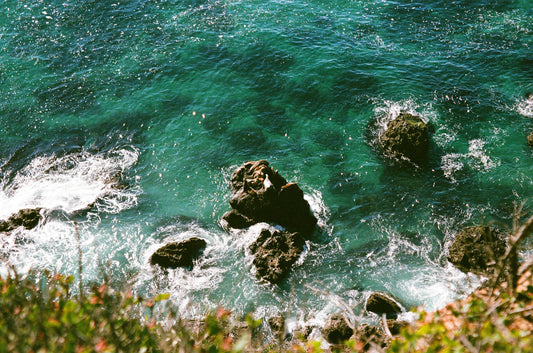 seals at point dume