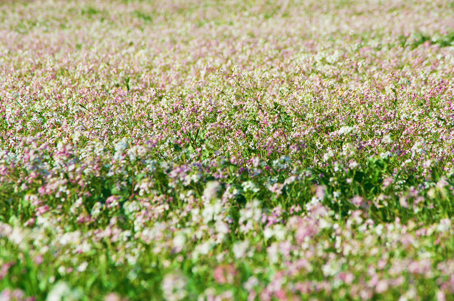 sea of flowers