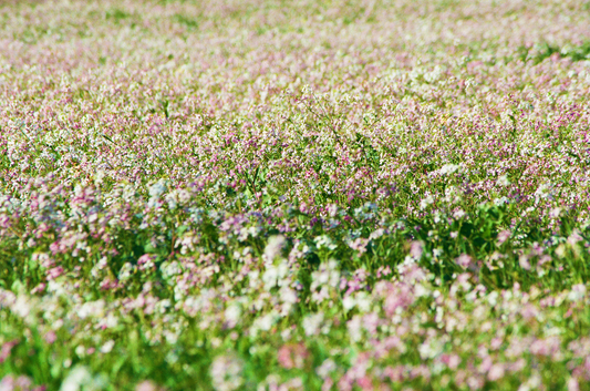 sea of flowers