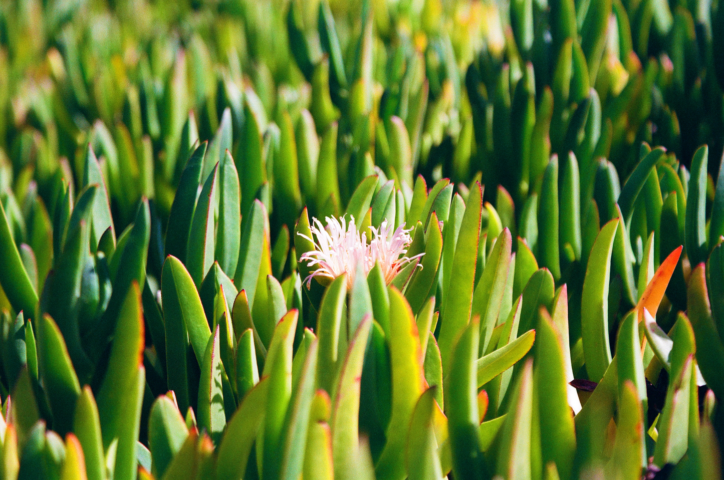 succulent in bloom