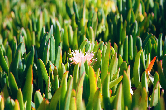 succulent in bloom