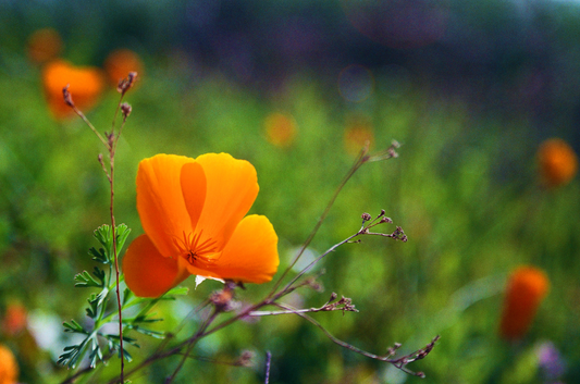 winter poppies no. 2