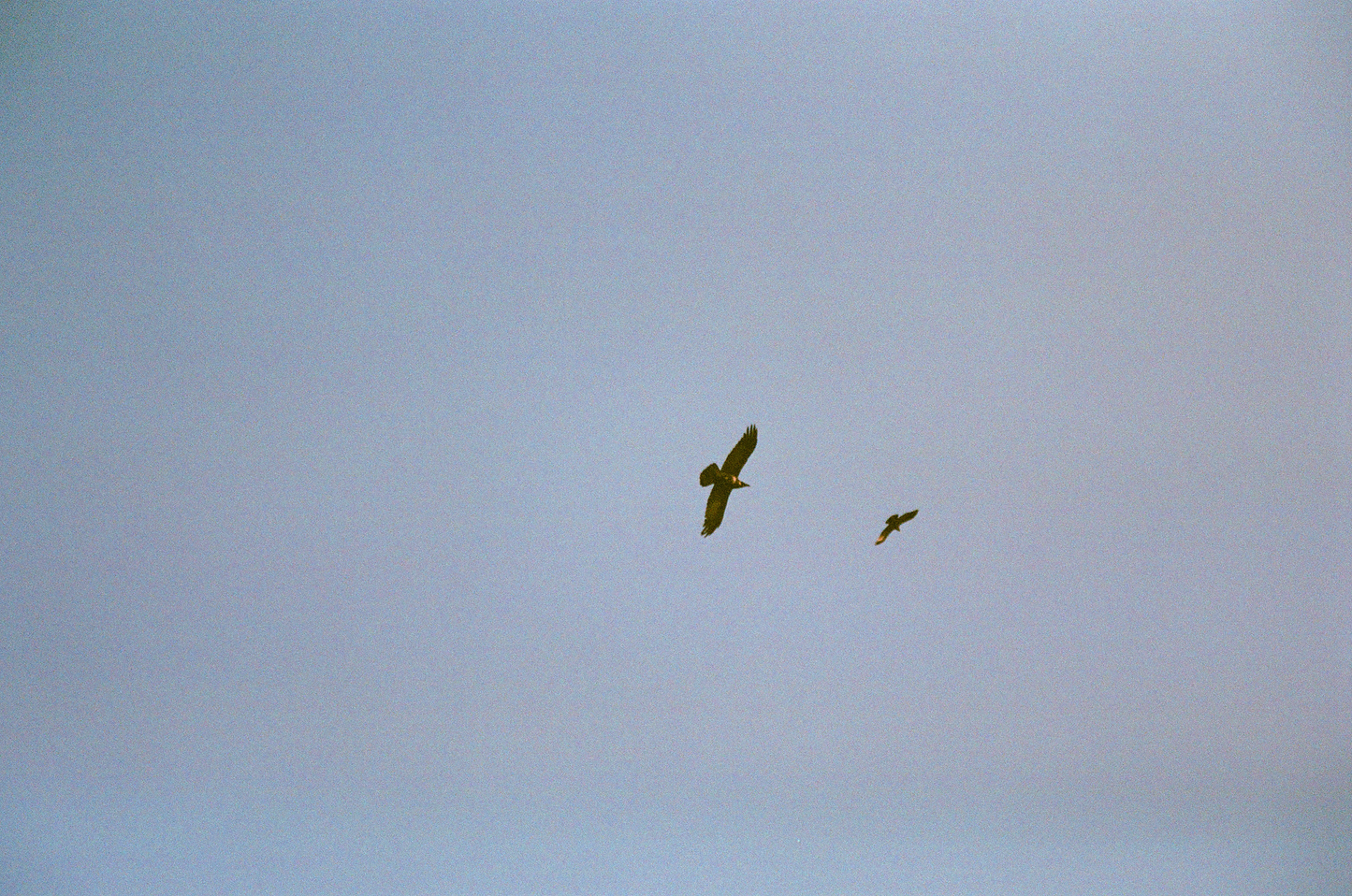 birds of prey