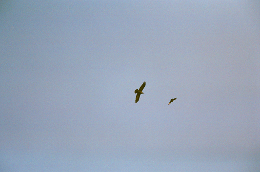 birds of prey