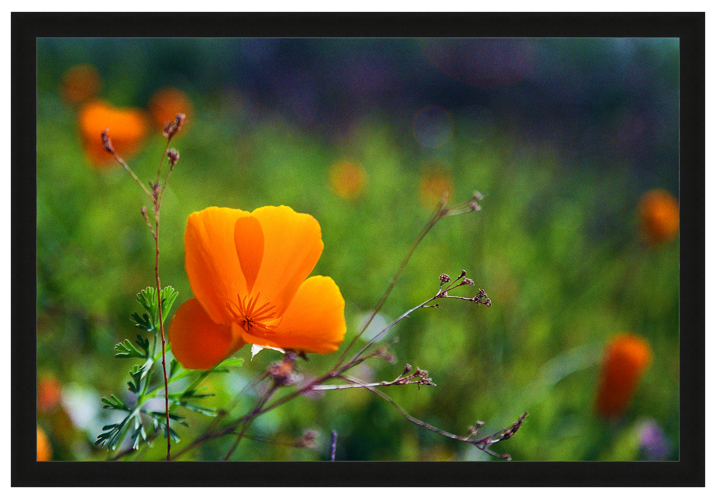 winter poppies no. 2