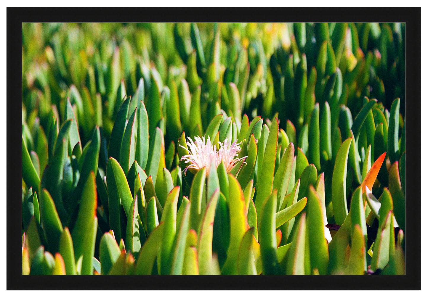 succulent in bloom