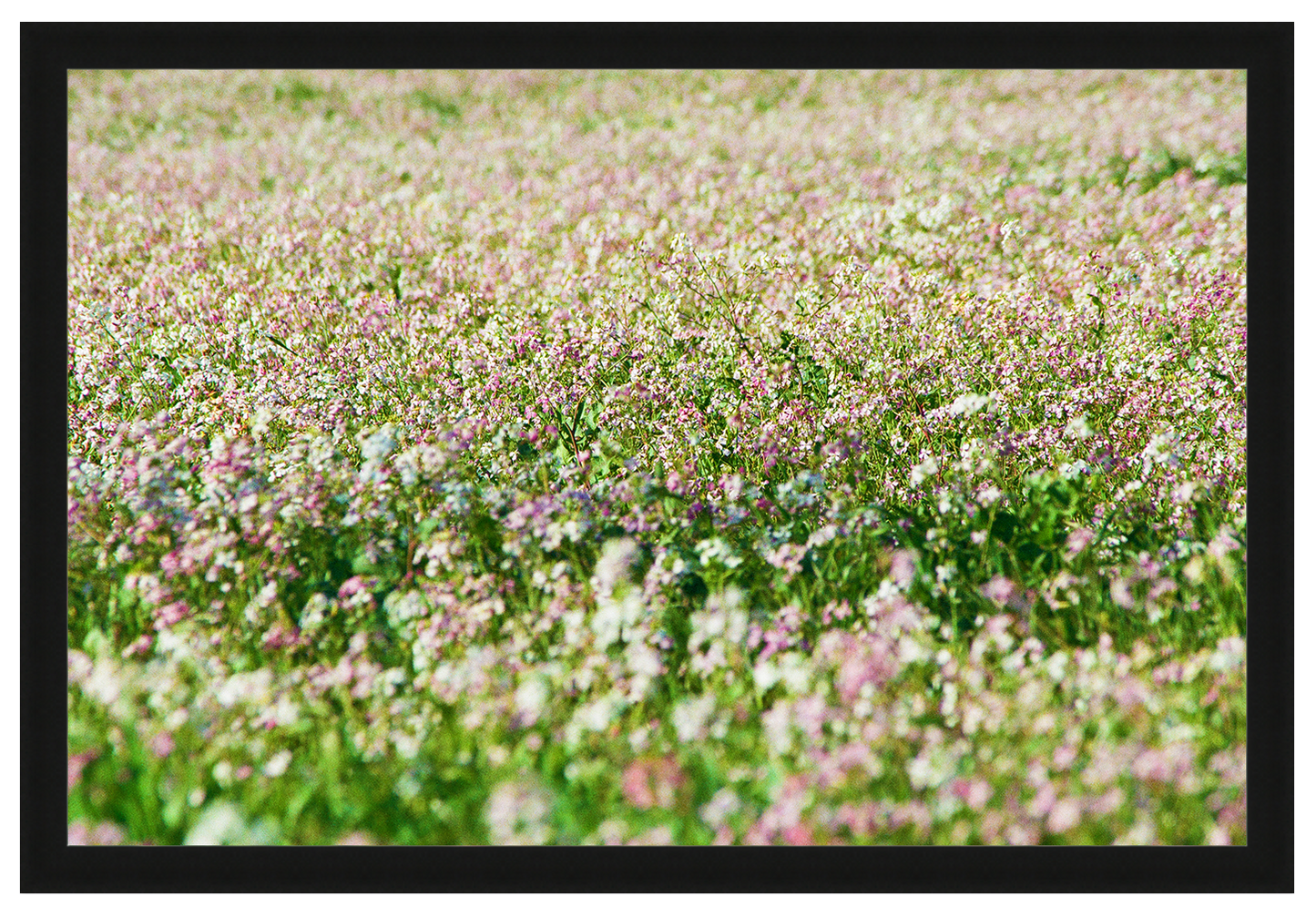 sea of flowers