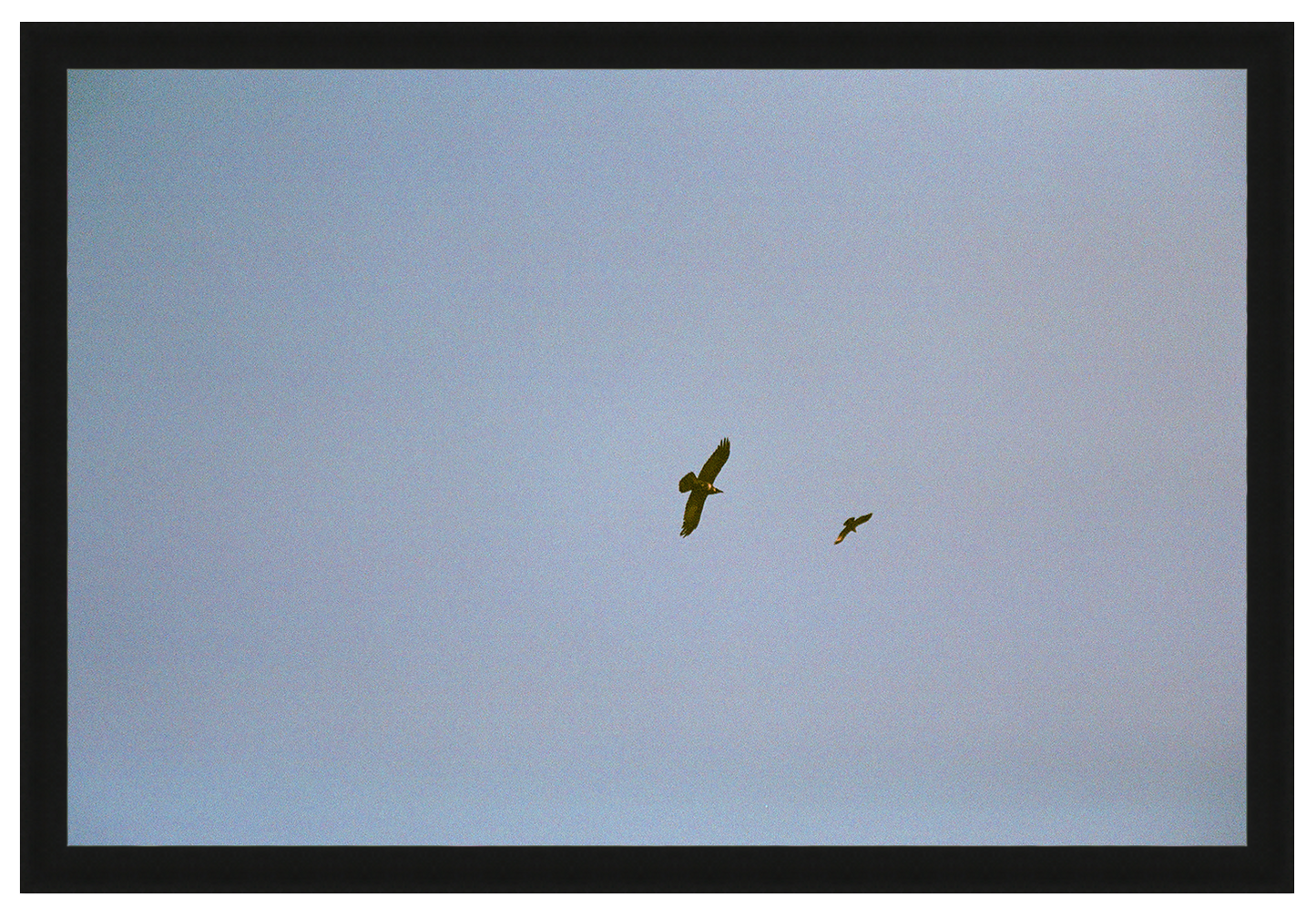 birds of prey