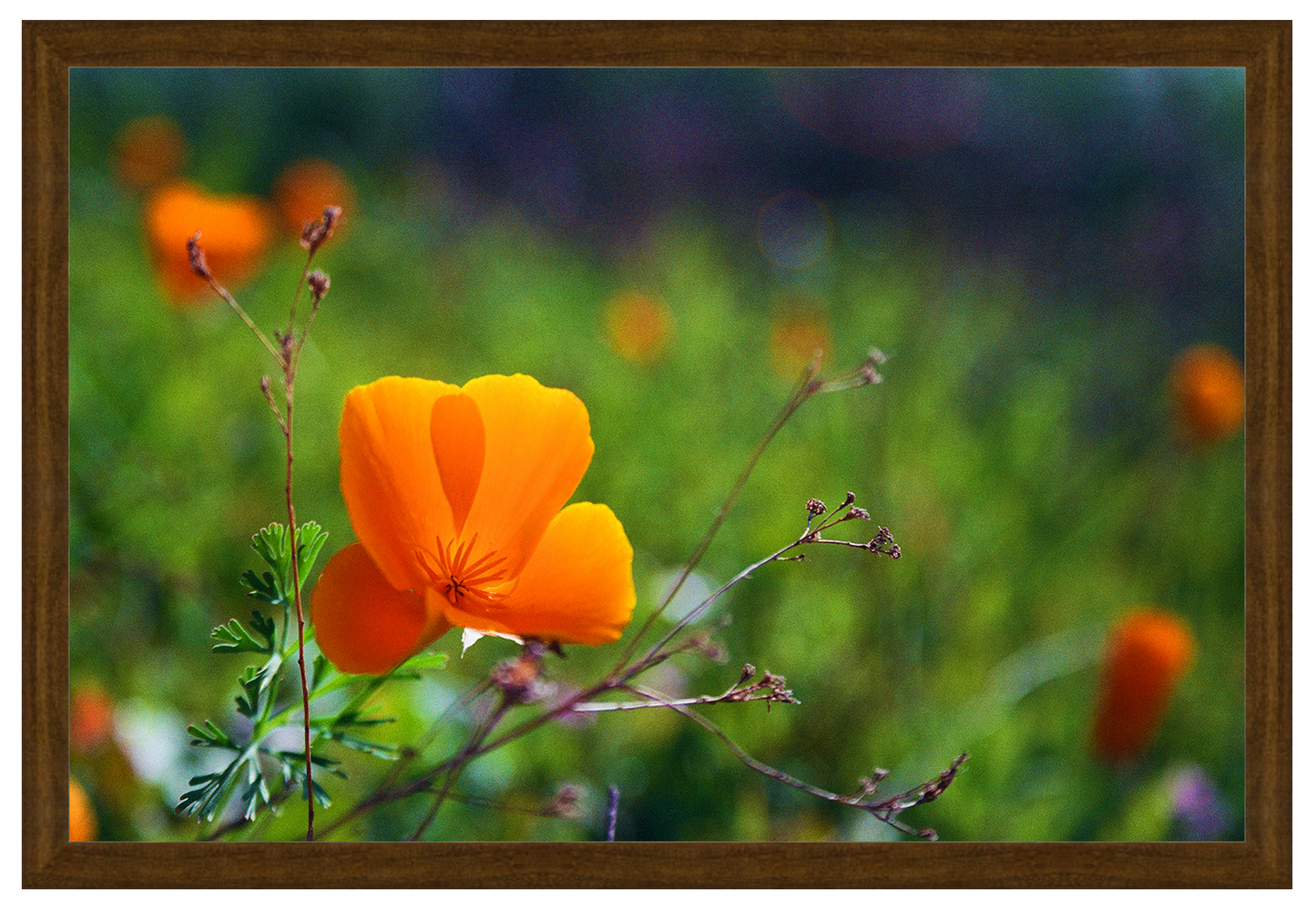 winter poppies no. 2