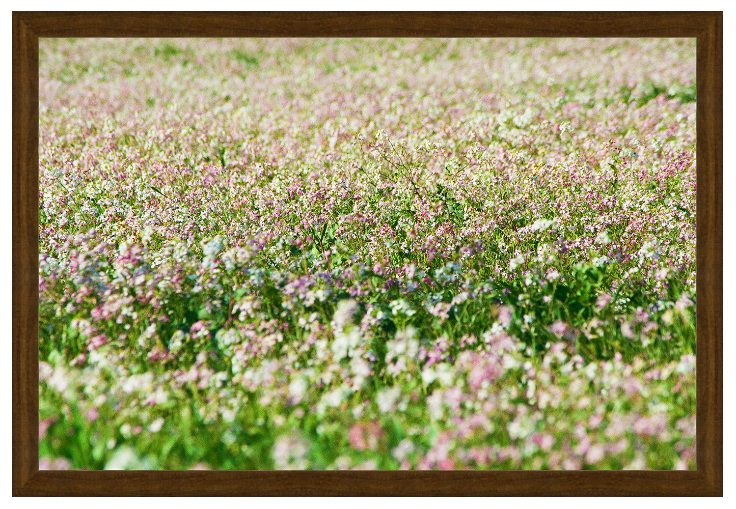 sea of flowers