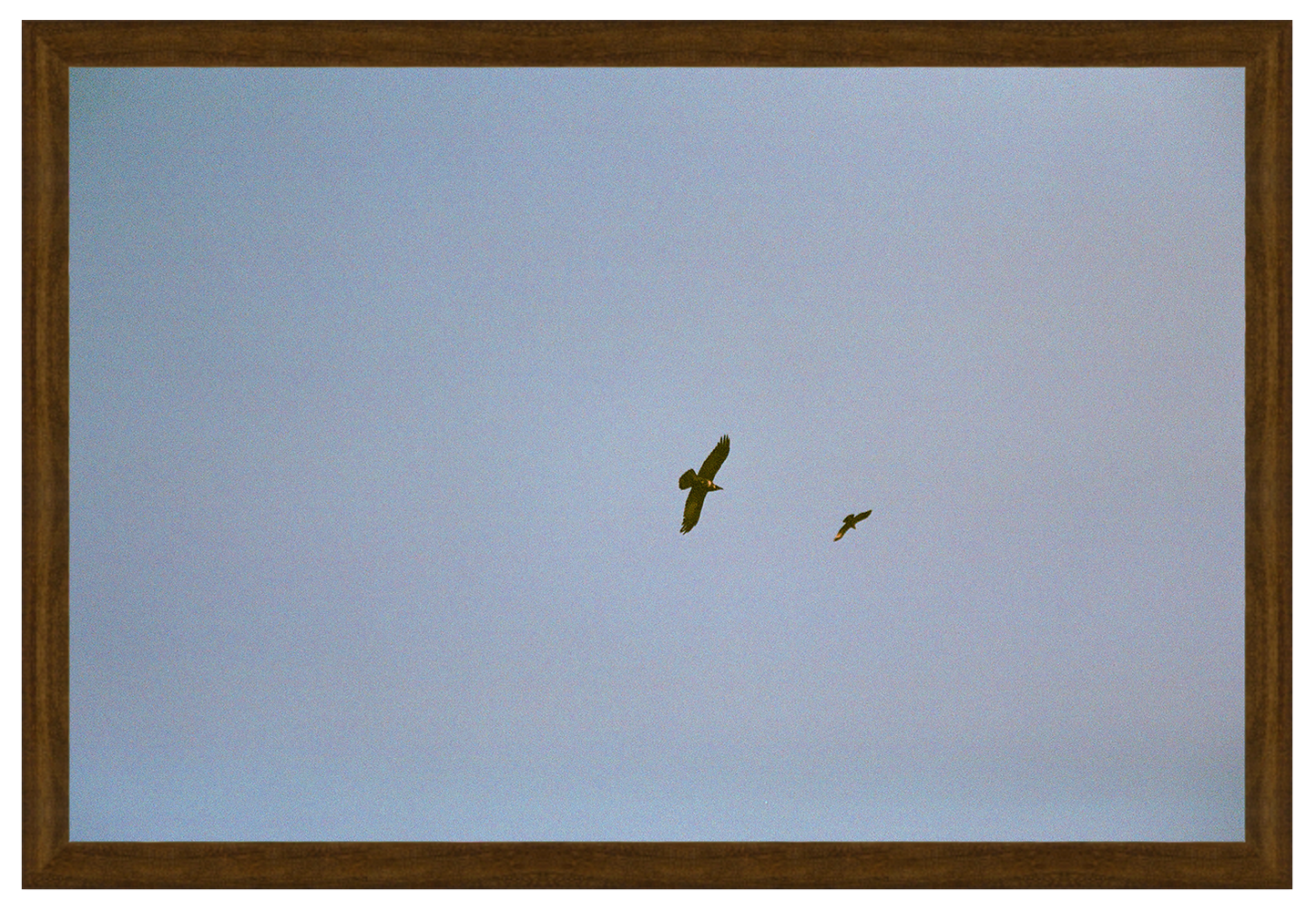 birds of prey