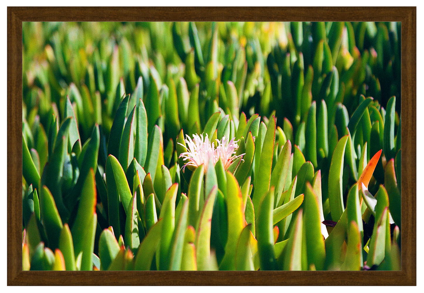 succulent in bloom
