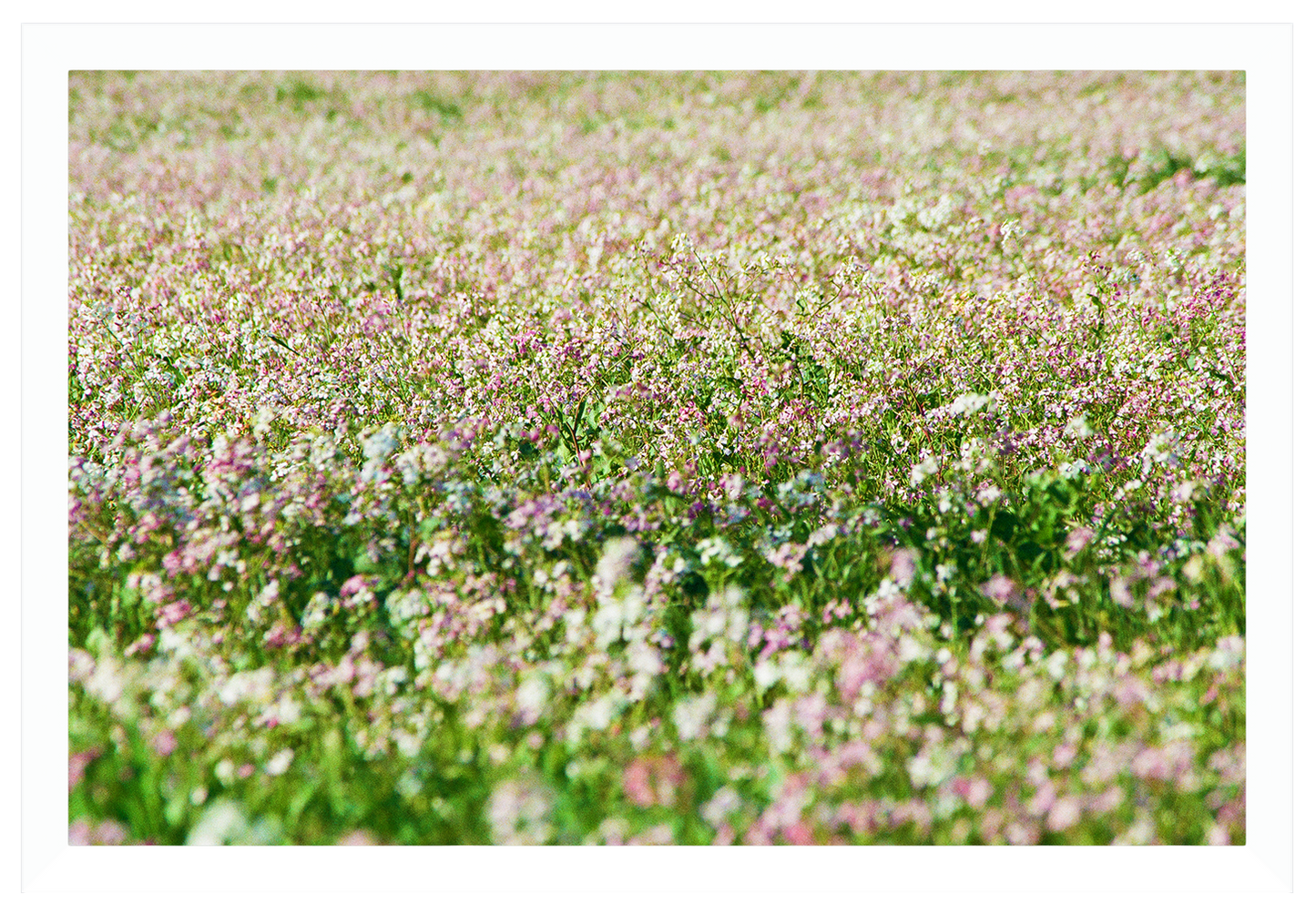 sea of flowers