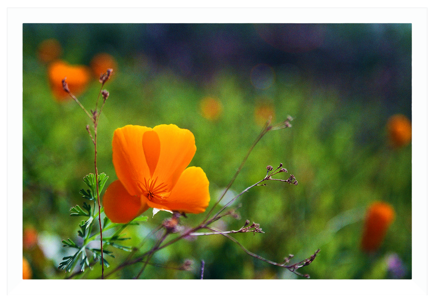 winter poppies no. 2