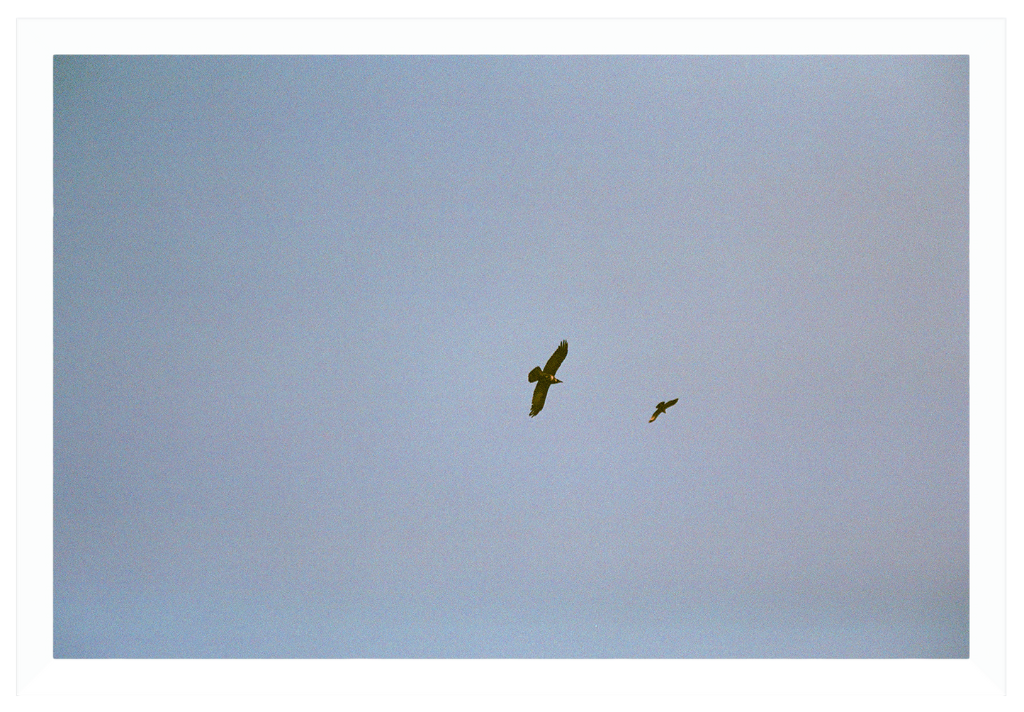 birds of prey