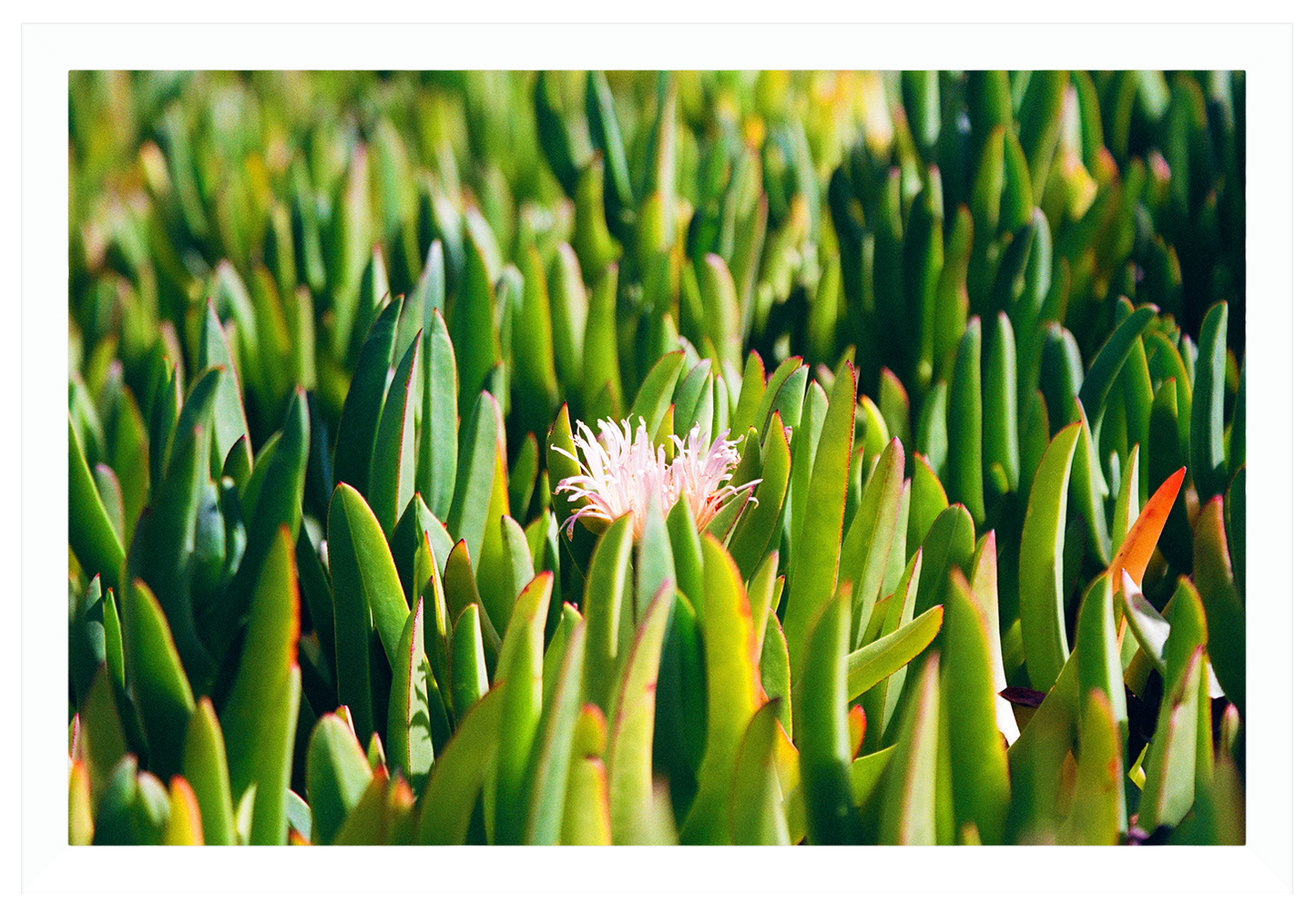succulent in bloom