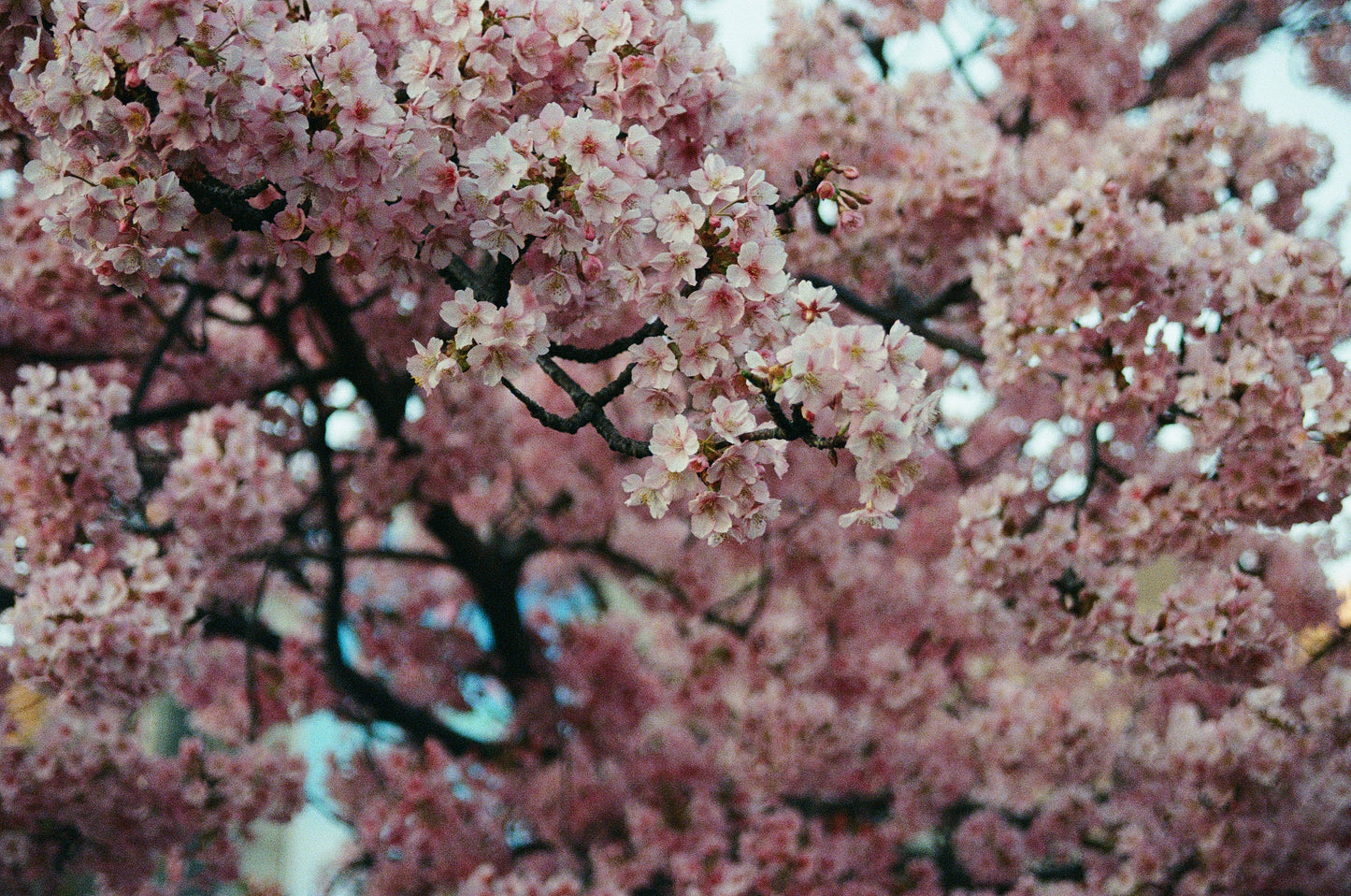 sakura season