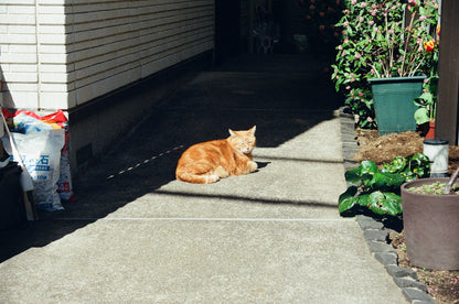 orange cat