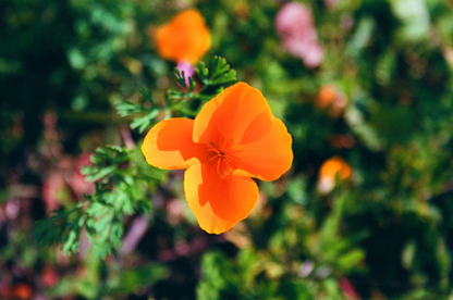 winter poppies no. 1