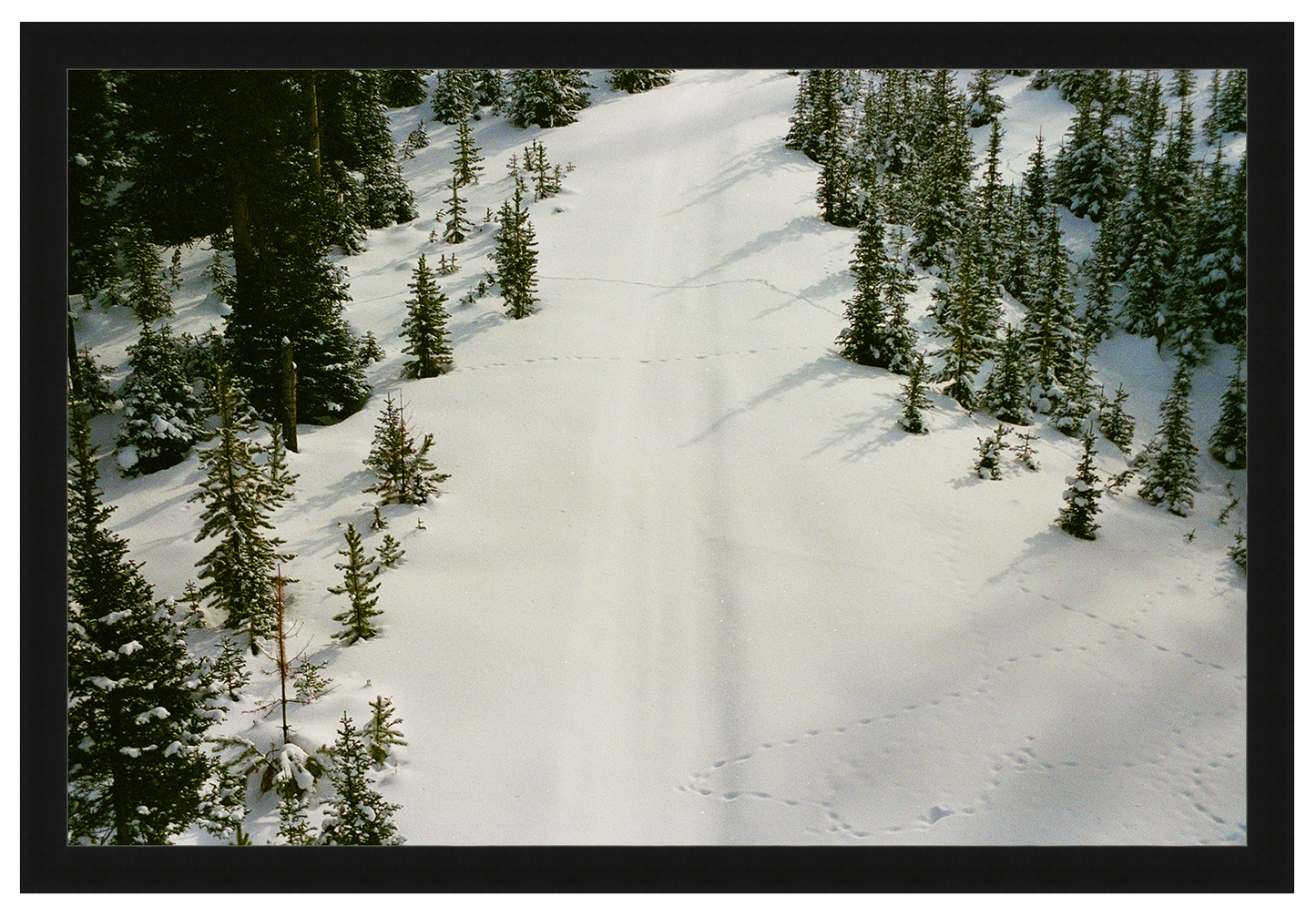 prints in the snow