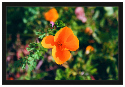 winter poppies no. 1