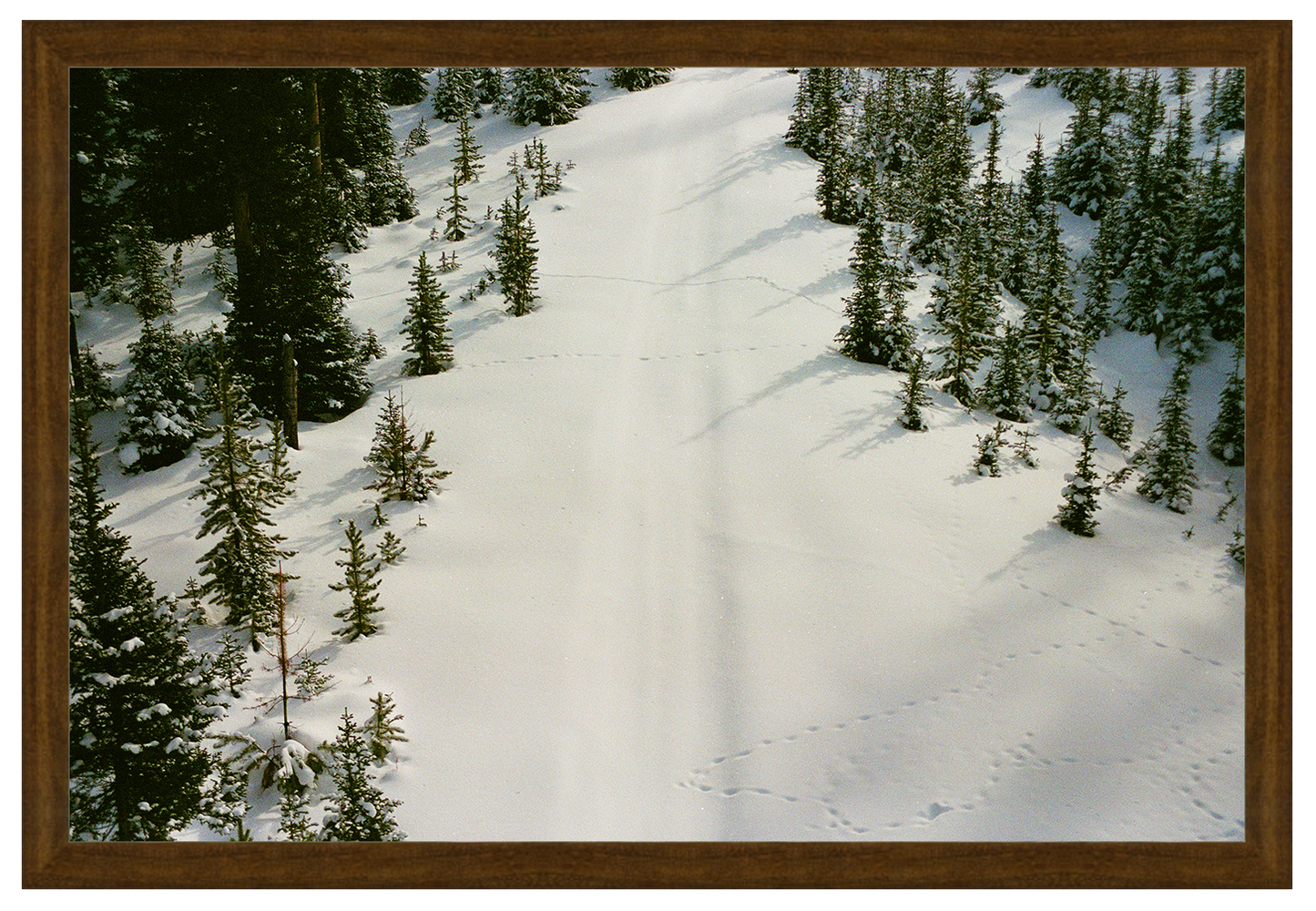 prints in the snow