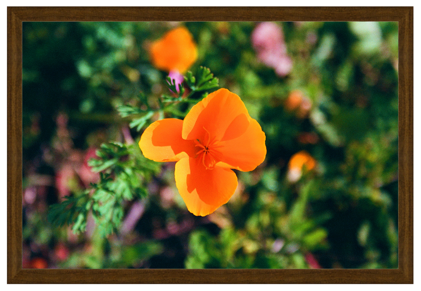 winter poppies no. 1