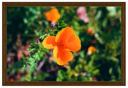 winter poppies no. 1