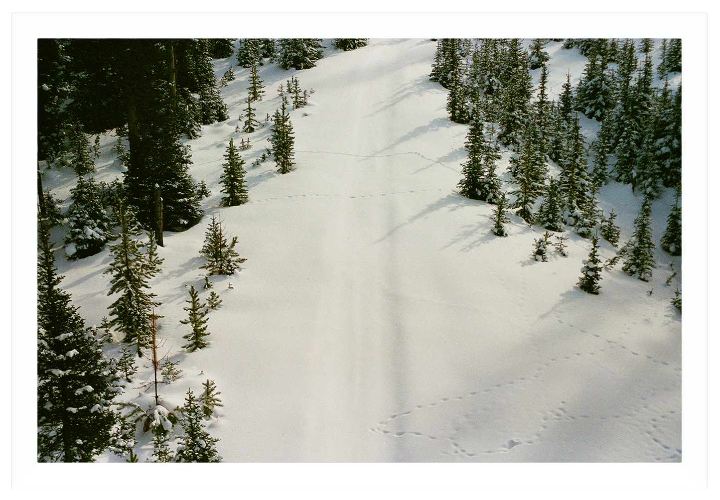 prints in the snow