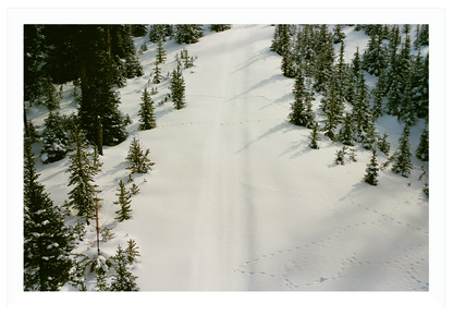 prints in the snow