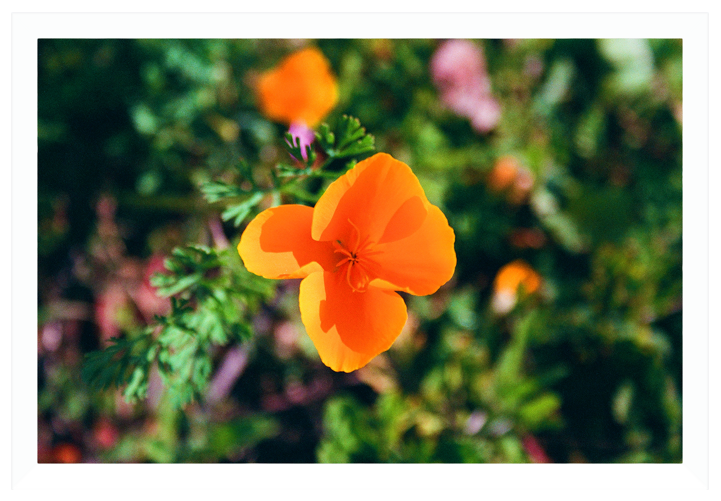 winter poppies no. 1