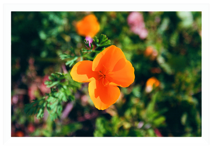 winter poppies no. 1