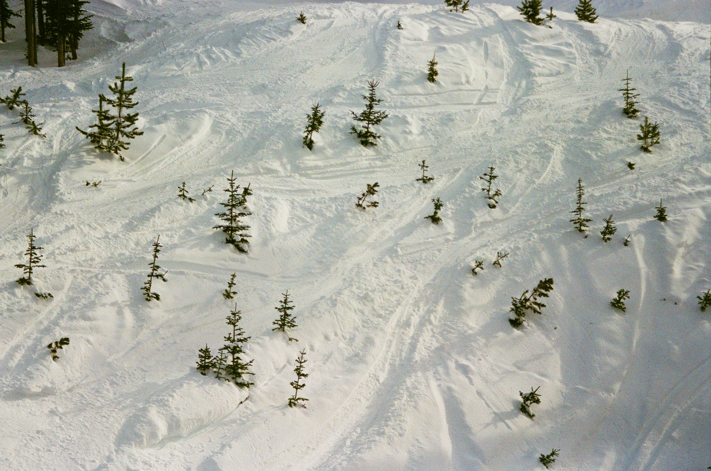 paths in the snow no. 1