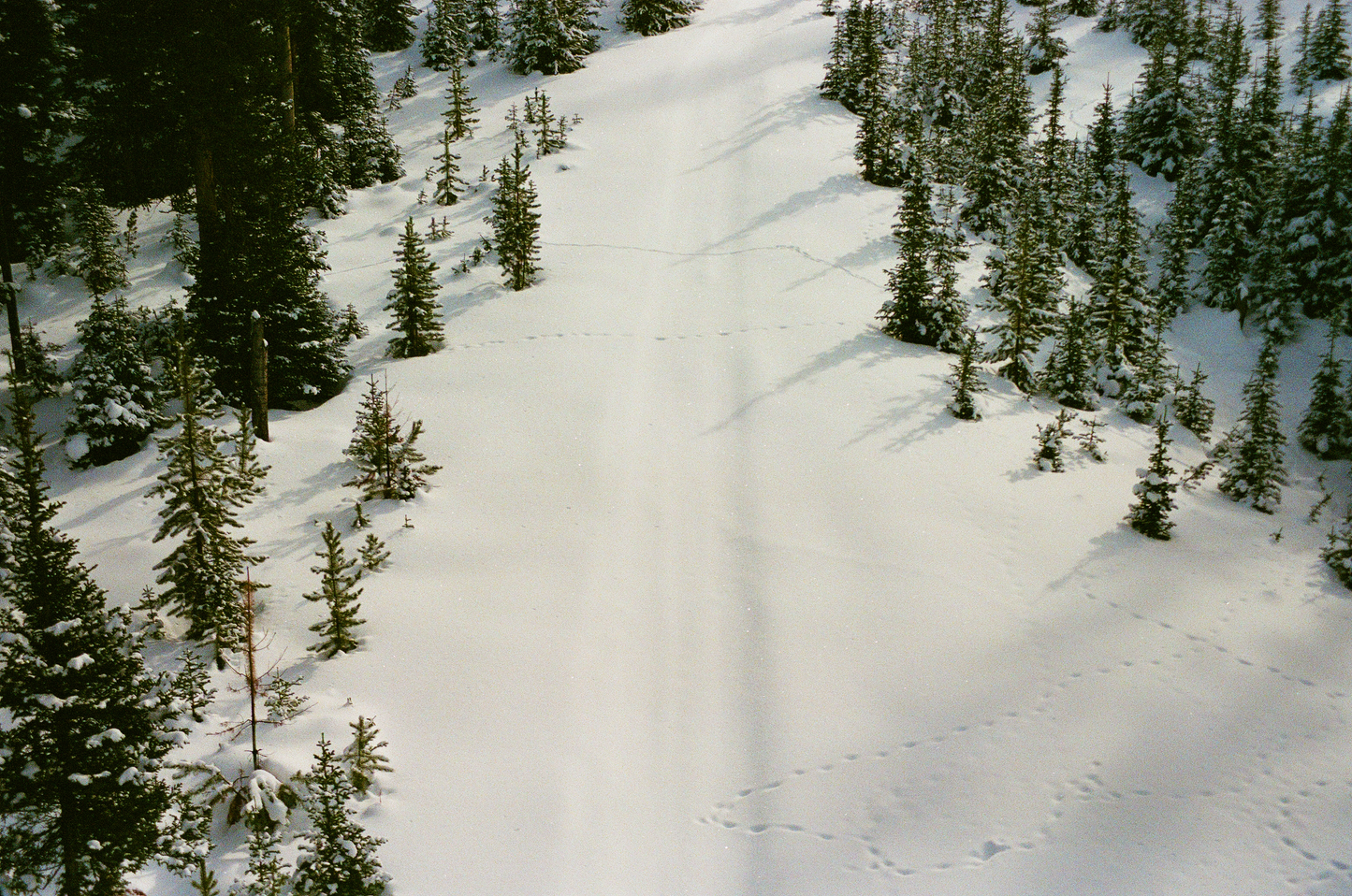 prints in the snow